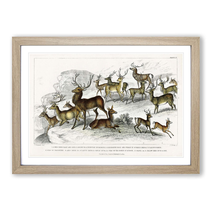Deer's & Stags by Oliver Goldsmith - Picture Frame Painting Print on MDF, Oak Framed, 27cm H x 36cm W x 2cm D