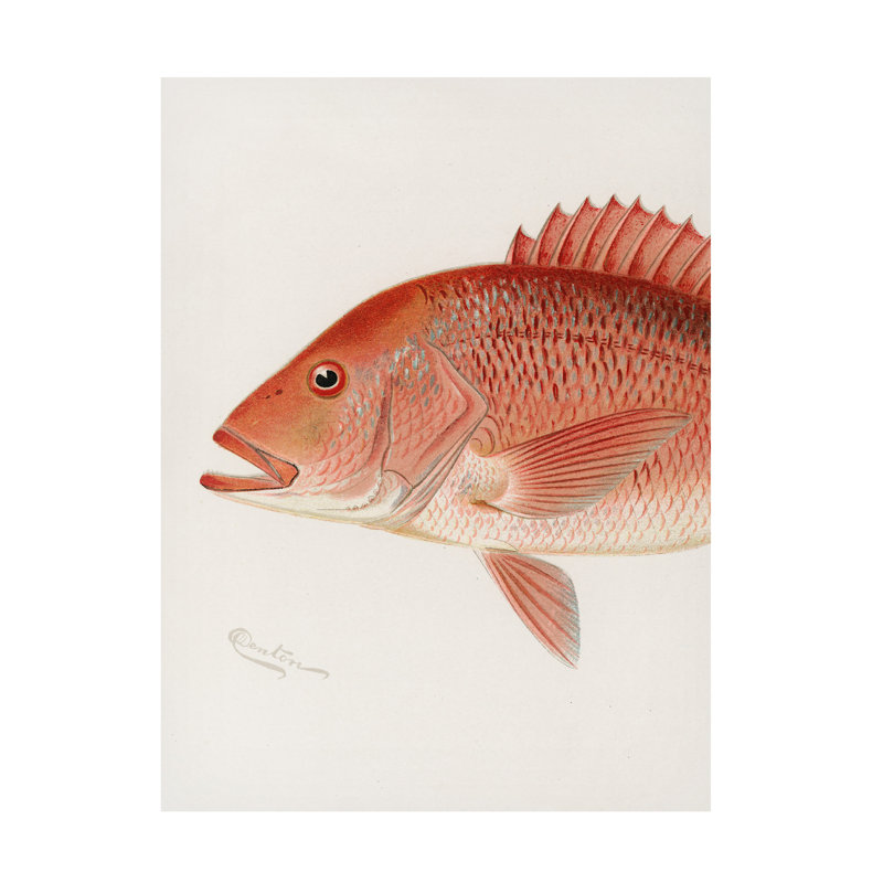 Bolog Sherman F. Denton Red Snapper Canvas Art, 19" H x 14" W