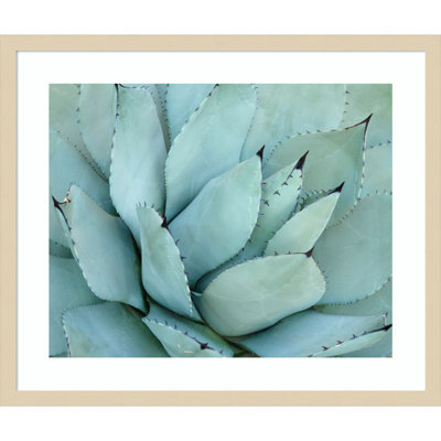 «Agave Détail IV» par Brittany Evans, impression sur bois encadrée