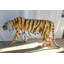 Statue de tigre en fibre de verre abstraite et géométrique, taille captivante, chats 92 po x 20 po x H 40 po