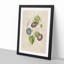 Morning Glory Flowers by Pierre-Joseph Redoute - Picture Frame Painting Print-55581531-55581537
