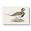 Male Long-tailed Duck by Von Wright - Wrapped Canvas-55362726