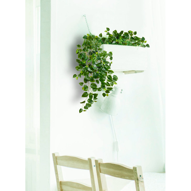 Brosse réaliste Pothos