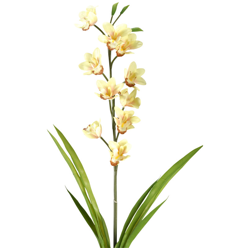 Tige d'orchidée Cymbidium