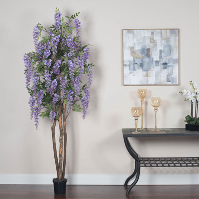 Arbre wisteria en pot