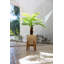 Pamplemousse 24,5 "en pot