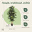 180cm Plant