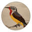  Tapis rouge lavable laveur d'oiseaux-434727991
