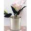 Vase en aluminium cylindrique Everly Quinn-745232868