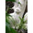 Blasko Animals Figurines & Sculptures-1937698083