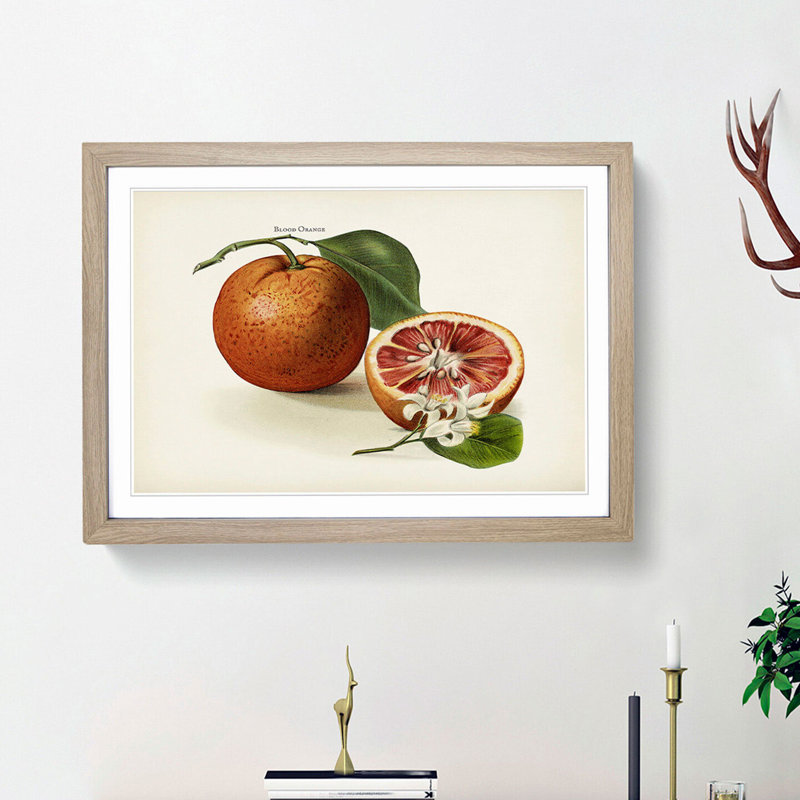 Vintage Illustration of Blood Oranges - Picture Frame Painting Print, Oak Framed, 36cm H x 48cm W x 2cm D