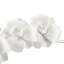 Tulip Orchid Stems-49635220