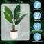 Faux arbre parasol Schefflera avec pot de fleurs