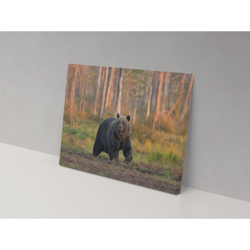 Bear Through The Trees - Wrapped Canvas Print, 36cm H x 52cm W x 4cm D