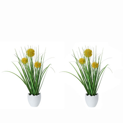 Arrangement floral Pom-Pom Billy-Button en pot