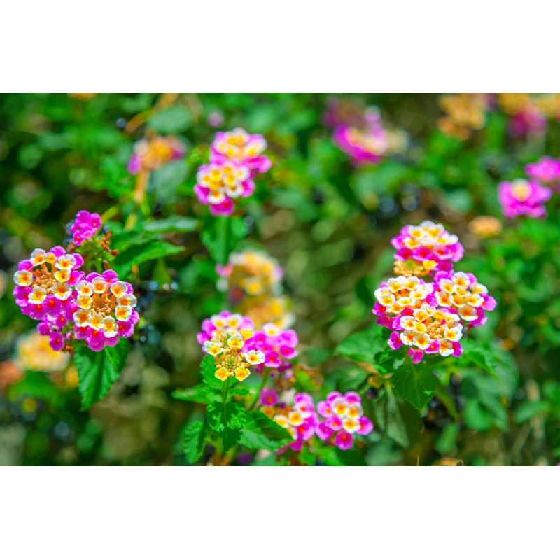 Lantana Camara par Adisa - Photographie sur toile tendue, H 20 po x l 30 po