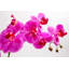 Orchidée florale double 25 po-1702474822