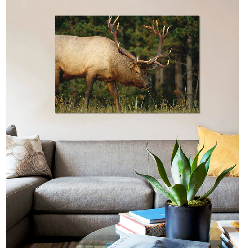 «Elk Grazing, North America» par Tim Fitzharris - impression sur toile tendue, H 18 po x l 26 po x P 1,5 po