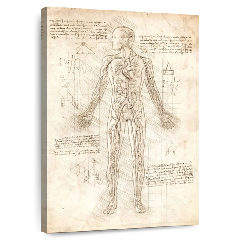 Keiri Human Circulatory System, 36" H x 24" W