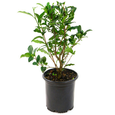 1 gal. Brew-Tea-Ful Camellia sinensus (4-Pack)