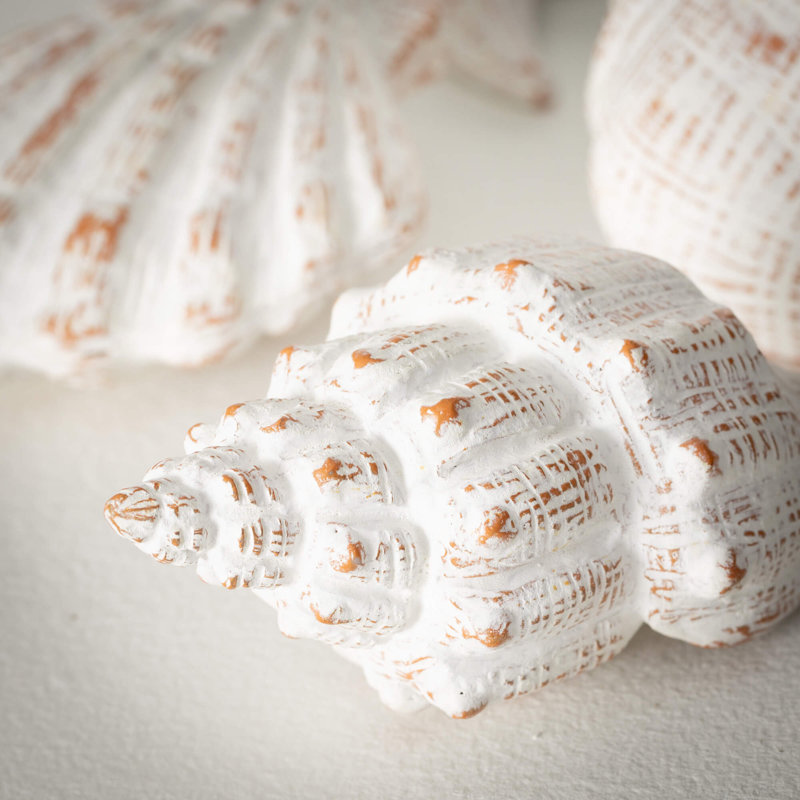 Ensemble de 4 coquillages blanchis, L 3,25 po, L 3 po, L 4,75 po et L 5,75 po Blanc