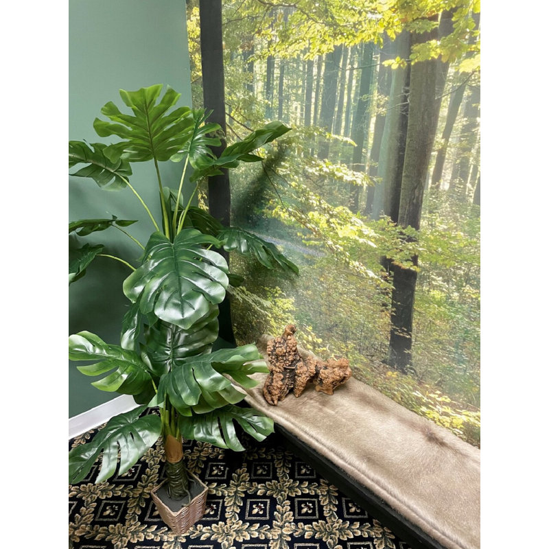Philodendron en pot 5 pi, H 36 po x l 24 po x P 20 po