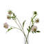 Anastasija Arrangement-1087424335