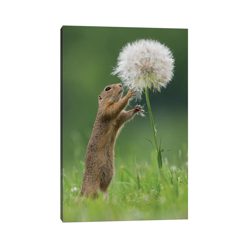 Ziesel With A Very Big Dandelion IV by Dick Van Duijn - Print on Canvas, Wrapped Canvas, 45.72cm H x 30.48cm W x 1.91cm D