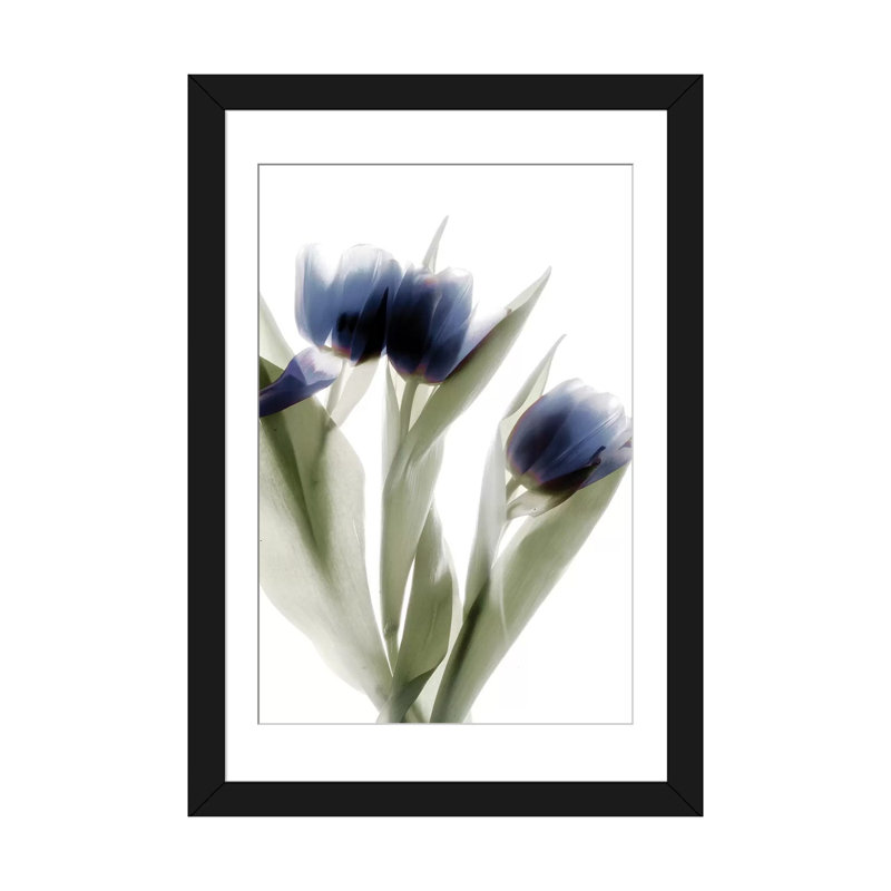 «X-Ray Tulip IV» par Judy Stalus, reproduction sur toile, H 24 po x l 16 po x P 1 po, Papier d'art encadré noir, Blanc