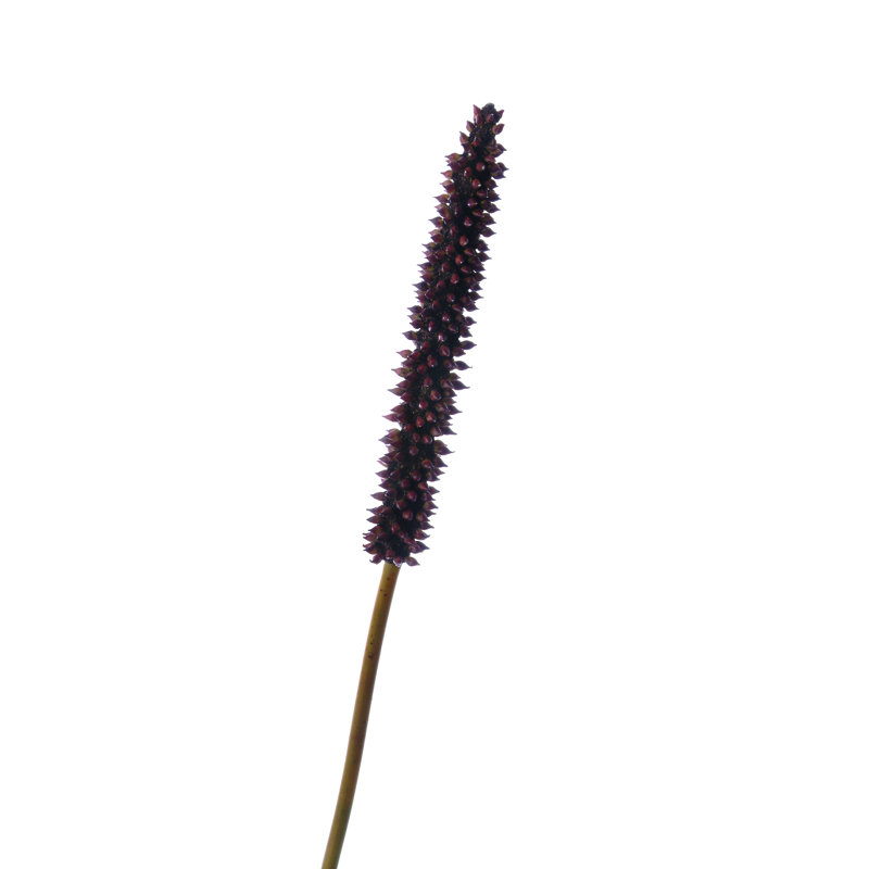 Pomme de cierrus artificielle DIY Foliage