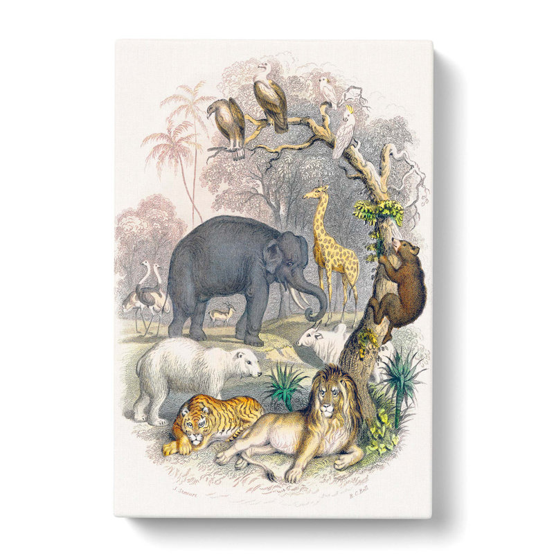 Animal Kingdom Illustration by Oliver Goldsmith - Wrapped Canvas Painting Pint - Wrapped Canvas, 76cm H x 50cm W x 3cm D