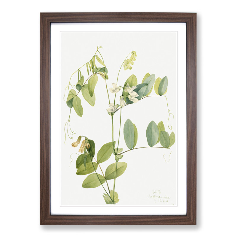 White Pea by Mary Vaux Walcott - Picture Frame Painting, Walnut, 48cm H x 36cm W x 2cm D