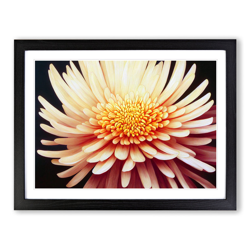 Sensational Chrysanthemum Flower - Framed Print, 25cm H x 34cm W x 2cm D, Black