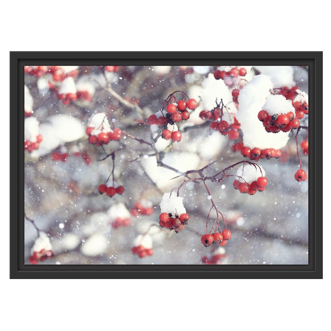 Gerahmtes Wandbild Vogelbeeren mit Schnee bedeckt