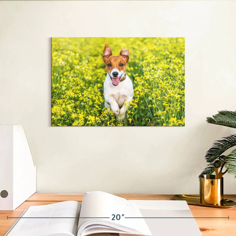 Happy Jack Russell, H 8 po x l 12 po