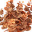 Buisson d'eucalyptus d'automne 20 po-128538650