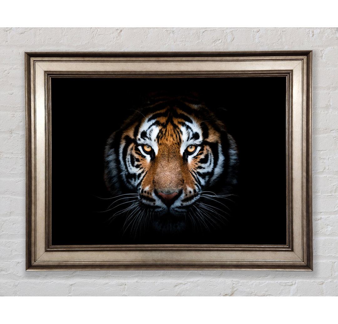 Tiger In The Dark - Einzelner Bilderrahmen Kunstdrucke