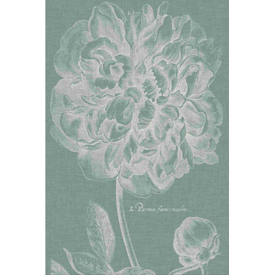 Pivoine gracieuse I
