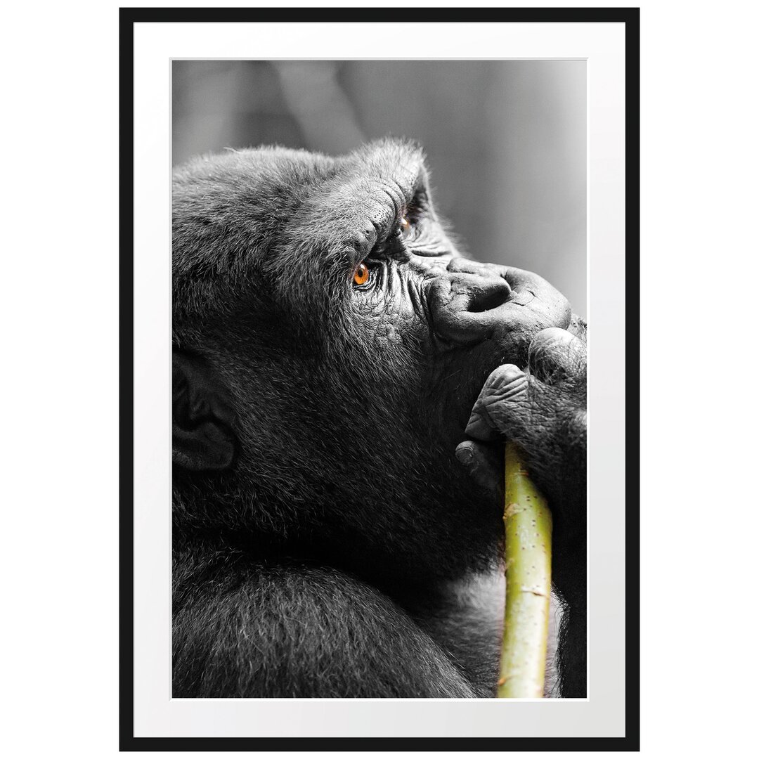 Gerahmtes Poster Stolzer Gorilla isst