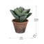 Cactus moelleux en pot