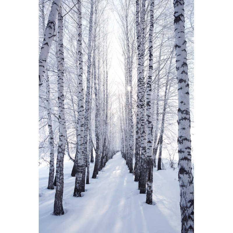 Birch in Winter - Reproduction sur toile tendue, H 12 po x l 8 po x P 1 po