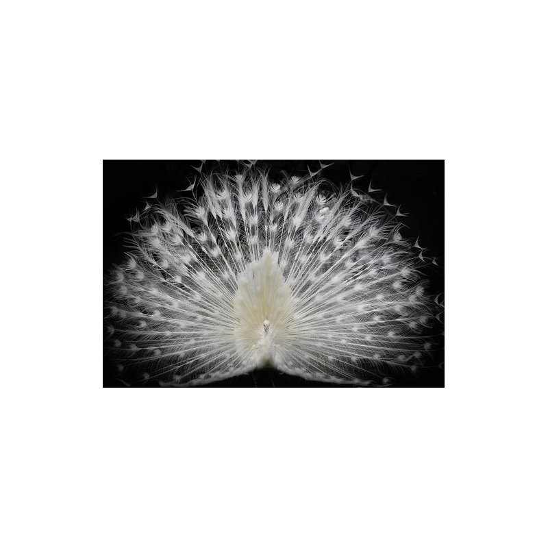Wrapped Canvas Print, 60.96 cm H x 91.44 cm W