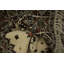Tapis traditionnel marocain 7 x 10 avec motif floral orné