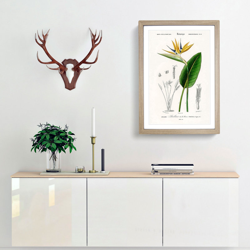 Bird of Paradise Flower by Charles d Orbigny - Framed Print, Oak Framed, 45cm H x 33cm W x 2cm D