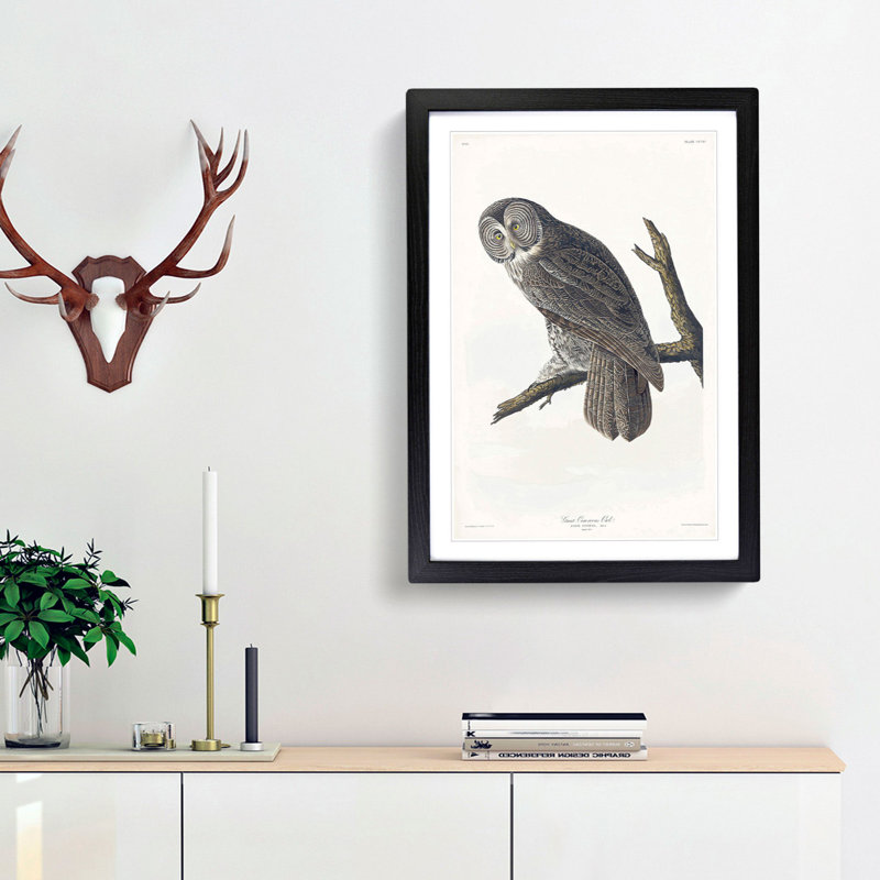 Great Cinereous Owl by John James Audubon - Picture Frame Painting Print, Black Framed, 87cm H x 62cm W x 2cm D