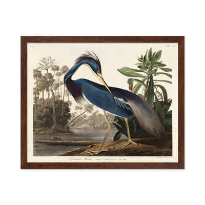 John James Audubon - héron de Louisiane