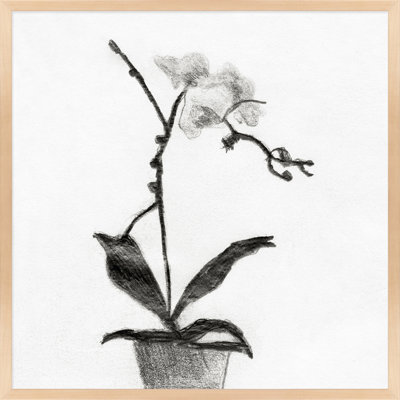 Orchid Study 1 Print by Simon Schneiderman