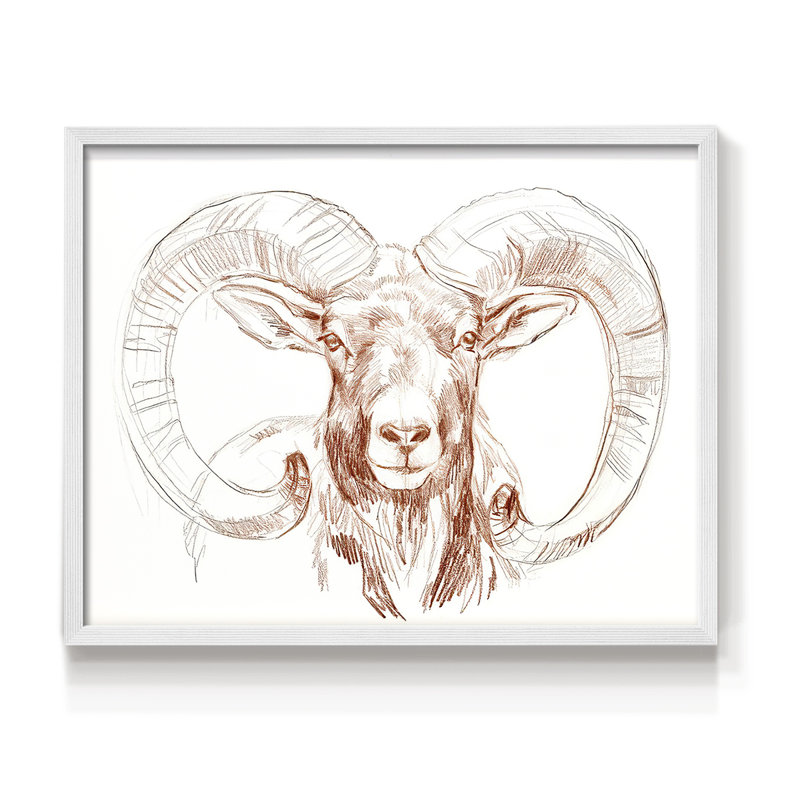 Big Horn Sheep I -Framed Print - Restickable, 11" H x 14" W, White