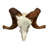 Trophy Size Real Ram Skull