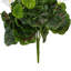 Géranium